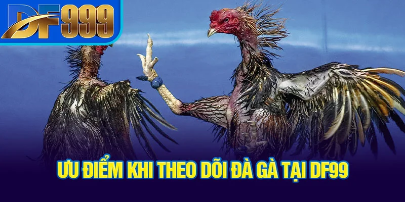 Ưu điểm khi theo dõi đá gà tại DF999